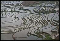Terraces Fields