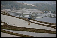 Rice Terraces