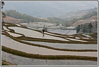 Rice Terraces
