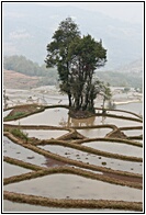 Rice Terraces