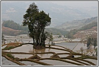 Yuanyang Rice Terraces