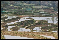 Rice Fields
