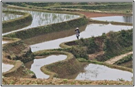 Yuanyang Landscape