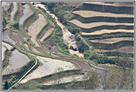 Rice Fields