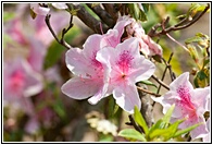 Rhododendron