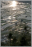 Yuanyang Rice Terraces