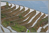 Rice pools