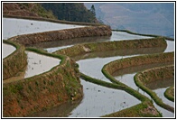 Rice Terraces
