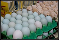 Blue Egs